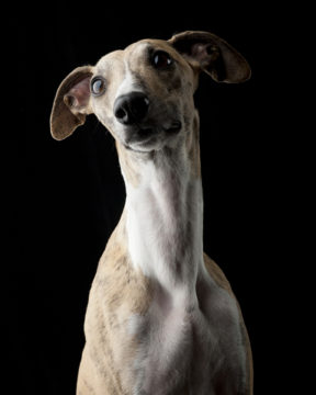 Leonardo and Collins portrait of a whippet